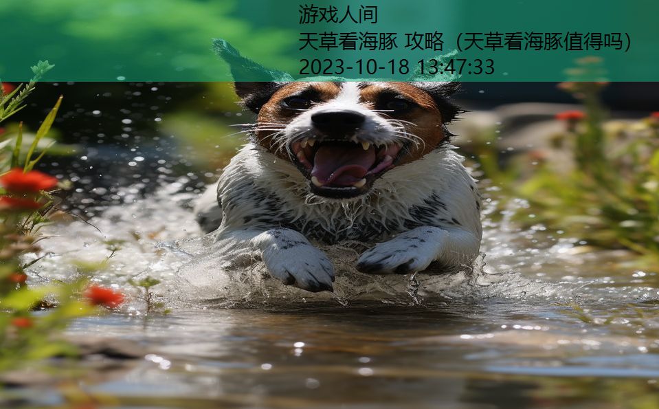 天草看海豚 攻略(天草看海豚值得吗) 天草看海豚 攻略(天草看海豚值得吗)