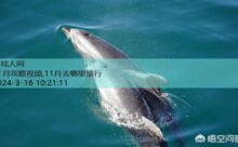 11月攻略视频,11月去哪里旅行-游戏人间