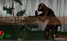 祖先人类攻略,祖先人类史诗攻略救小猴子-游戏人间